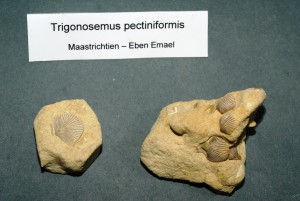 Brachiopode du Maastrichtien